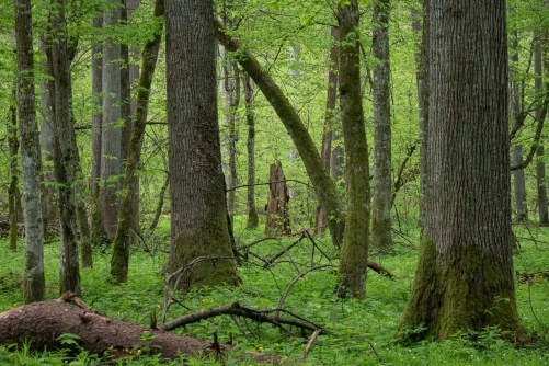 Frederic-Demeuse-WALD Photography-6